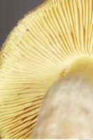 Photo Texture of Mushroom 0017